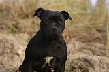 STAFFIE 325